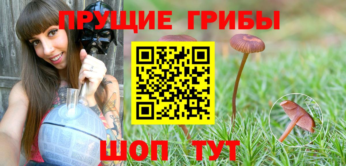 Псилоцибиновые грибы ЛСД  Псилоцибиновые грибы MAGIC MUSHROOMS  Вход с VPN  Бердск 
